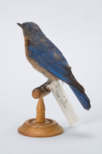 Media type: image; Ornithology 330852   Description: This image was created in conjunction with the 